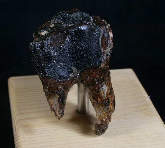 Woolly Rhino Molar On Stand - North Sea #8437